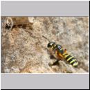 Cerceris arenaria - Grabwespe w11e 12mm Nestanflug mit Ruesselkaefer.jpg